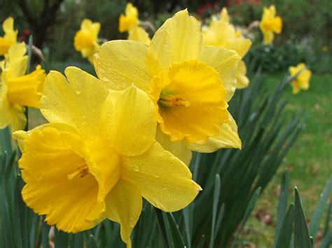 Bright Yellow Daffodils