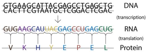 Translation of RNA to Protein | CK-12 Foundation