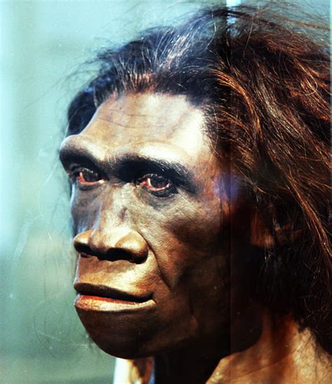 Homo Erectus - World History Encyclopedia