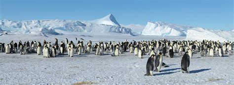 4 Types of Penguins on South Georgia Island! (2024) - Bird Watching HQ