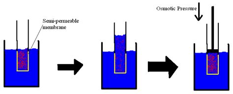 Difference Between Osmotic Pressure and Oncotic Pressure