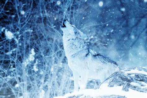 Wolf Pack Howling Wallpaper