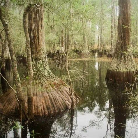 List of Animals That Live in Swamp Ecosystems 2023 [Updated] - Pond ...