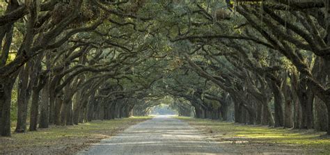 Majestic Florida Oak Tree Care - Warner Tree Service