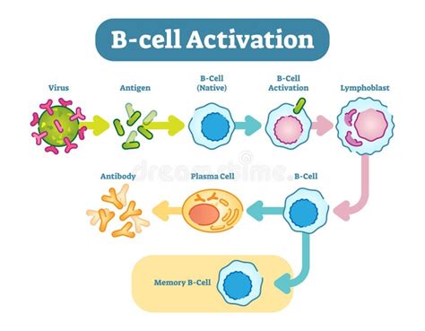 B-Cell Activation Diagram, Vector Scheme Illustration. Stock Vector ...