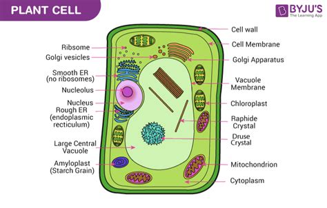 Plant Cell Diagram Labeled 9Th Grade