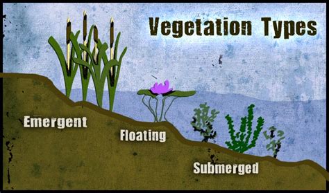 Wetlands Biome - Untamed Science