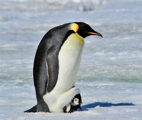 Antarctica’s emperor penguin officially listed as endangered - Earth.com