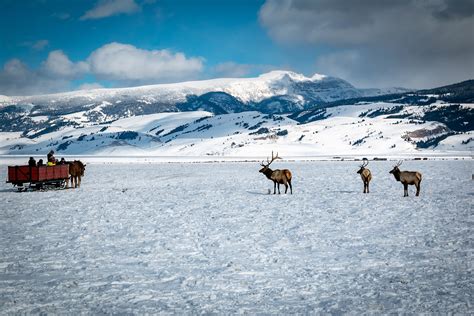 National Elk Refuge - Jackson Hole Mountain Resort