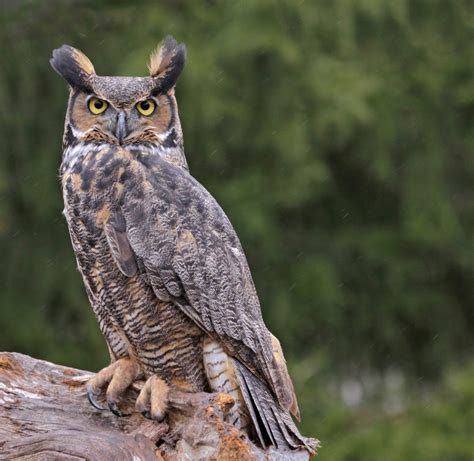 8 Species of Owls in New York - Bird Advisors