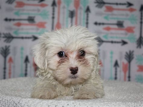 Havanese-DOG-Female-WHITE-2626993-Pet City Houston