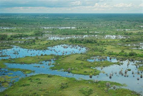 Wetland - Ecosystem, Habitat, Conservation | Britannica