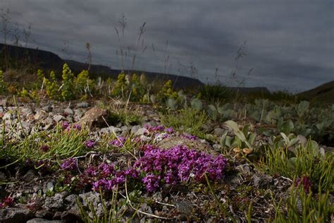 The Flowers of Kaffeklubben Island – Greenland - Atlas Obscura