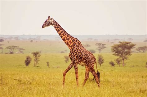 Africa's Top 12 Safari Animals and Where to Find Them