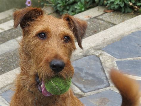 Airedale Terrier Irish Wolfhound Mix - Pets Lovers