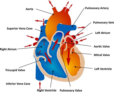 Pin on Coronary