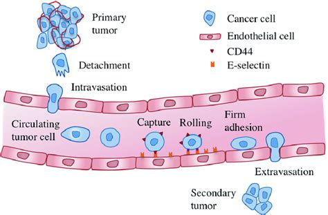 Metastasis is the process in which cancer cells spread from their ...