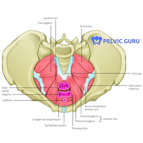 Men have Pelvic Floors too! Part 2 - Hudson Valley Physical Therapy