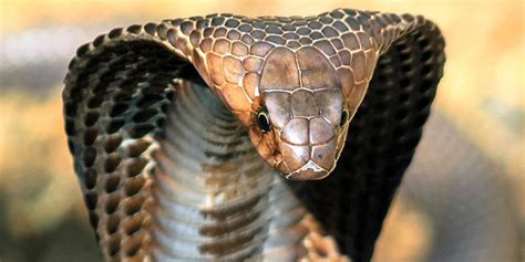 Most Venomous Snakes In The World: 11 Deadliest Snakes⚠️