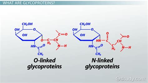 Glycoprotein Diagram