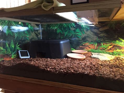 Please critique new baby sulcata habitat | Tortoise Forum