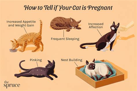 How Long Is a Cat Pregnant? Understanding Feline Pregnancy Duration ...