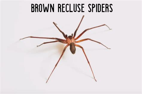 How To Identify Brown Recluse Spiders | Porn Sex Picture