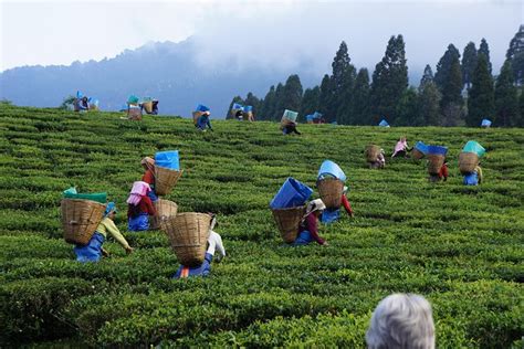 Private Tea Plucking and Tea factory tour from Nuwara Eliya 2024