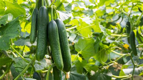 13 Cucumber Varieties You Might Not Know About