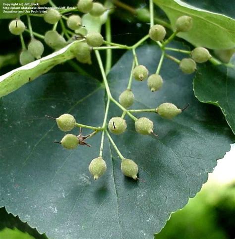 PlantFiles Pictures: Tilia Species, Littleleaf Linden, Little-Leaf ...