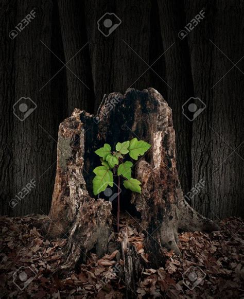 plant growing in rotting tree stump - Google Search | Mixed media art ...