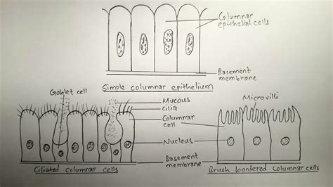 Simple Columnar Epithelium - astonishingceiyrs