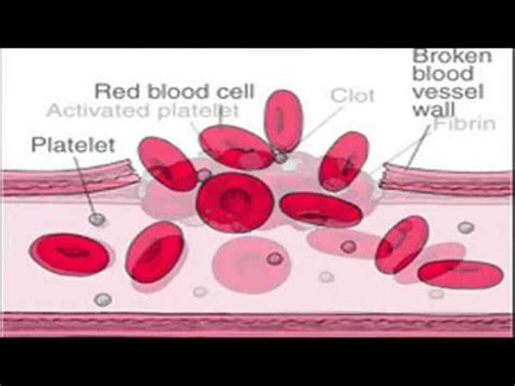 How Blood Clots Form - Blood Clotting Mechanism Animation - Blood Clot ...