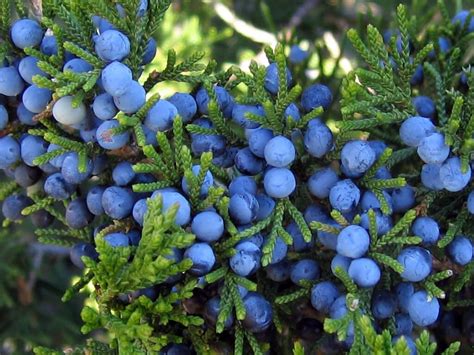 Juniper Berries | Berries, Juniper, Juniper essential oil