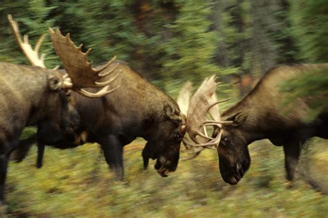 Rutting Bull Moose Fighting by Michael S. Quinton