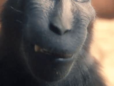 Rizz Monkey GIFs Smiling on Camera | USAGIF.com