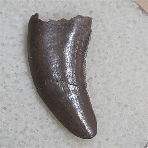 Fine Velociraptor Tooth - Acheroraptor temertyorum - 1.6cm - Catawiki