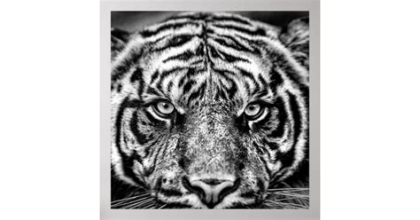 Eye of the tiger poster | Zazzle