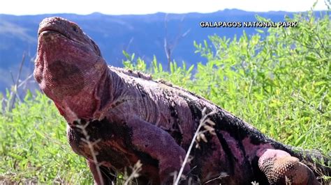 Rare Pink Iguanas of Galapagos Declared Critically Endangered – NBC Bay ...