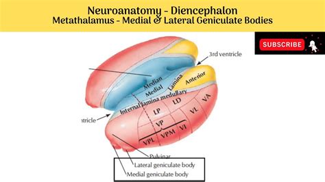 Metathalamus - Medial & Lateral geniculate bodies | Location | Features ...