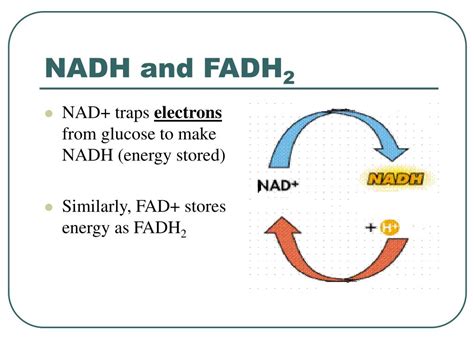 PPT - Cellular Respiration PowerPoint Presentation, free download - ID ...