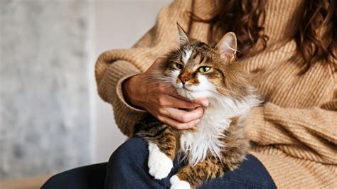 Does Your Cat Have Covid-19? Symptoms And What To Do Next | HuffPost UK ...