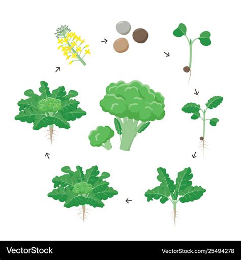 Broccoli plant growth stages infographic elements Vector Image