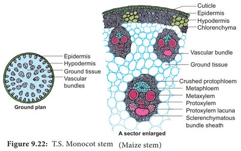 Primary Structure Of Monocot Stem Maize Stem Anatomy Of Monocot Stem ...