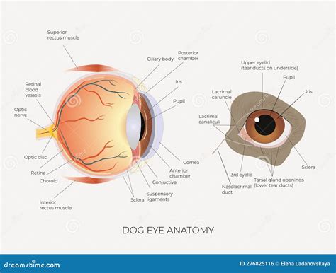 Dog Eye Anatomy Science Education Poster Stock Vector - Illustration of ...