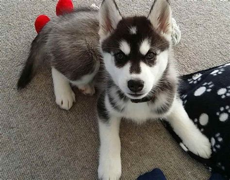 Alaskan Malamute Siberian Husky Puppies - Puppy And Pets