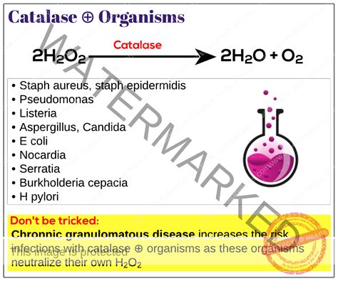 Catalase-positive organisms - Medicine Keys for MRCPs