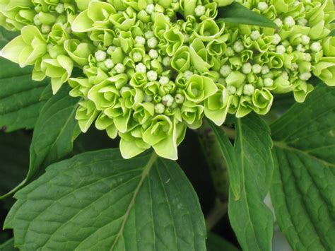 Green Hydrangea by FebruarySong2008 on DeviantArt