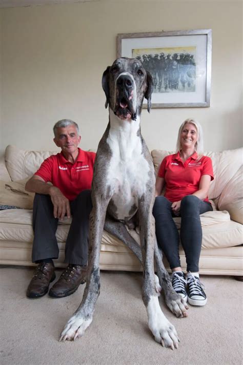 10 Pics of Eight Feet Tall Dog May Soon Join Major Guinness Book of ...