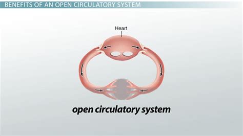 Open Circulatory Systems | Definition, Benefits & Examples - Lesson ...